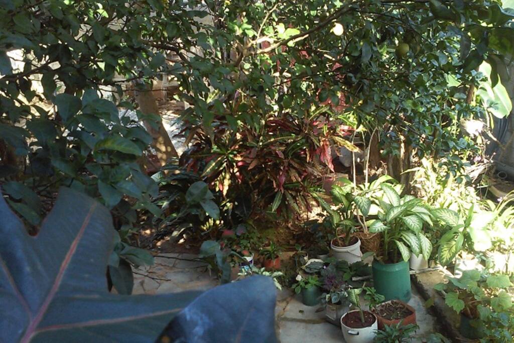 jardin de la casa