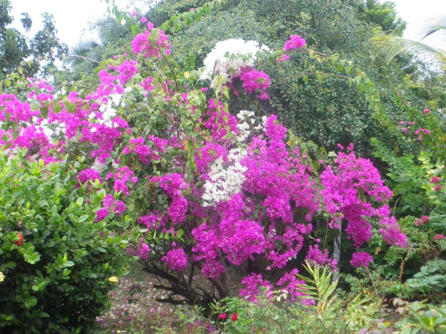 bougainvillier du jardin