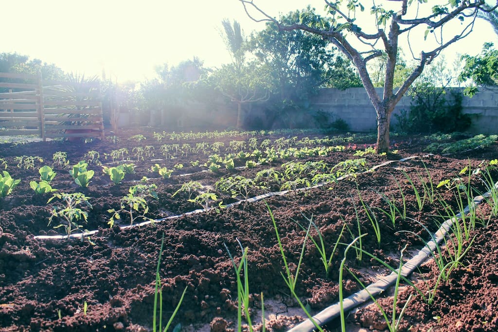 Il nostro orto... Seguiteci sui Social @Dag Home Holiday
#daghomeholiday #farmtotable #workinprogress