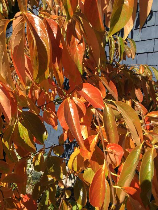 Fall splendor