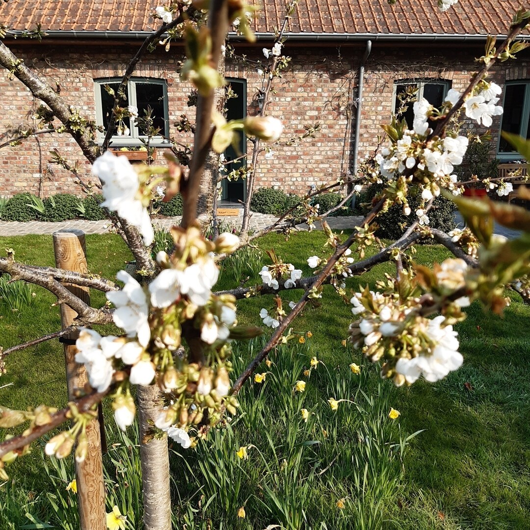 A blossoming cherry tree is prominently featured in the foreground, adorned with clusters of white flowers. In the background, a rustic brick building with large windows is visible, set in a verdant garden dotted with blooming daffodils.