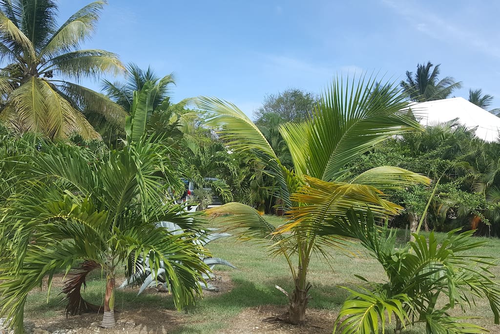 Jardin