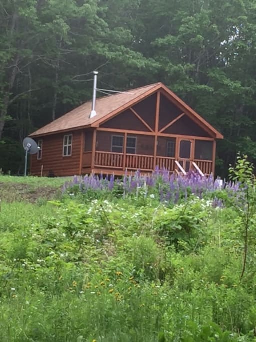 Cabin in summer with the large lupine field.