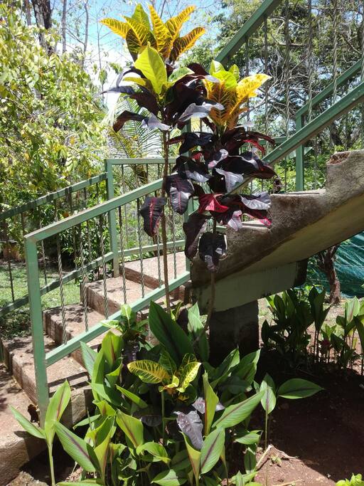 stairs to the house