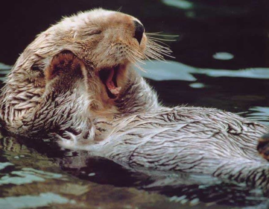Nature's Paradise has sea otter families that play in front of our home.