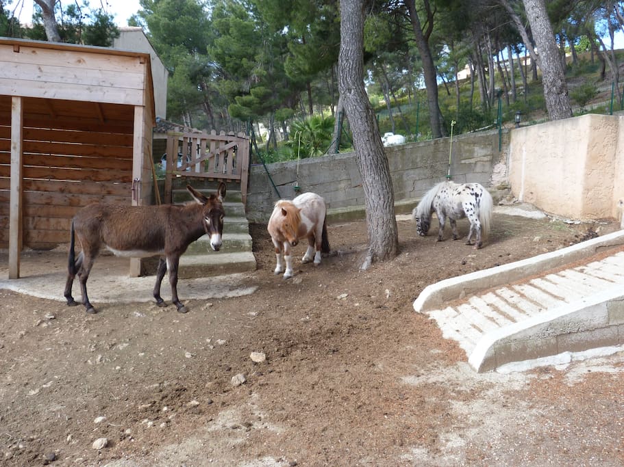 Nos 2 poneys et notre ânesse.