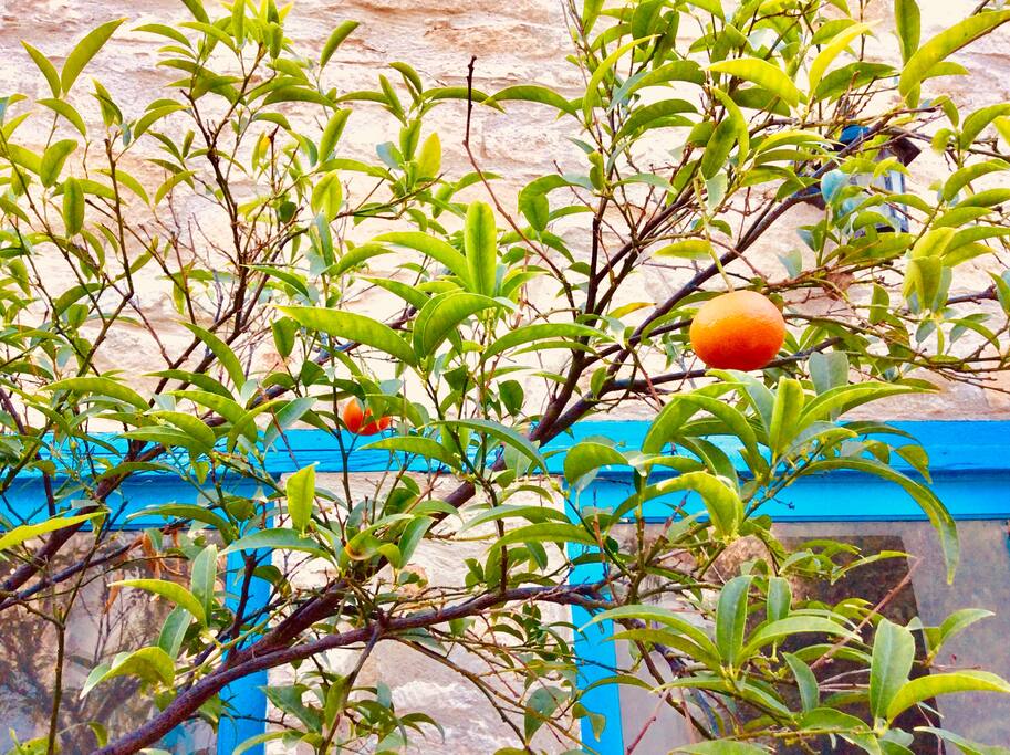 Tangerine tree of Iaso Suite @ Dalla’s Cyprus Retreat