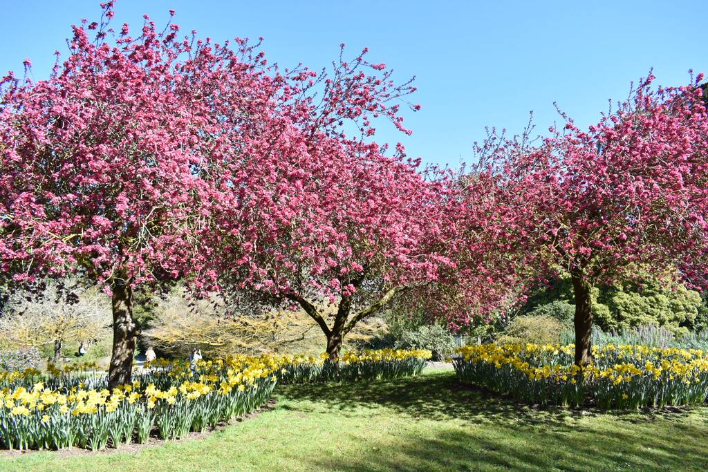 Inner Sunset: Golden Gate Park: Botanical Garden