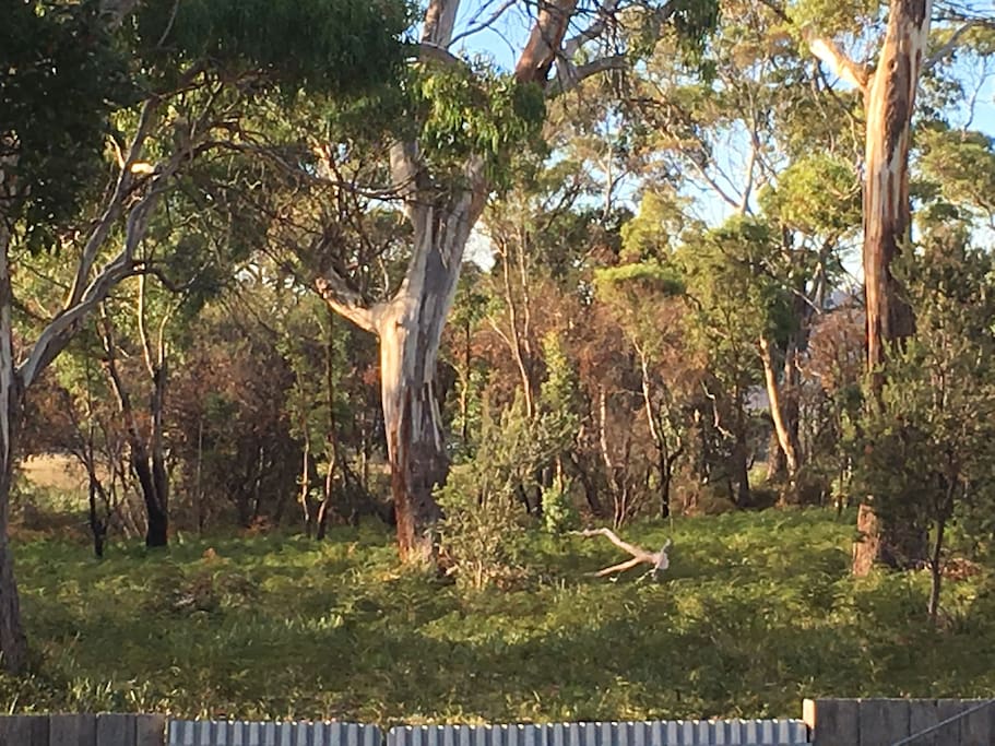 The magnificent view of the bush from our back deck
