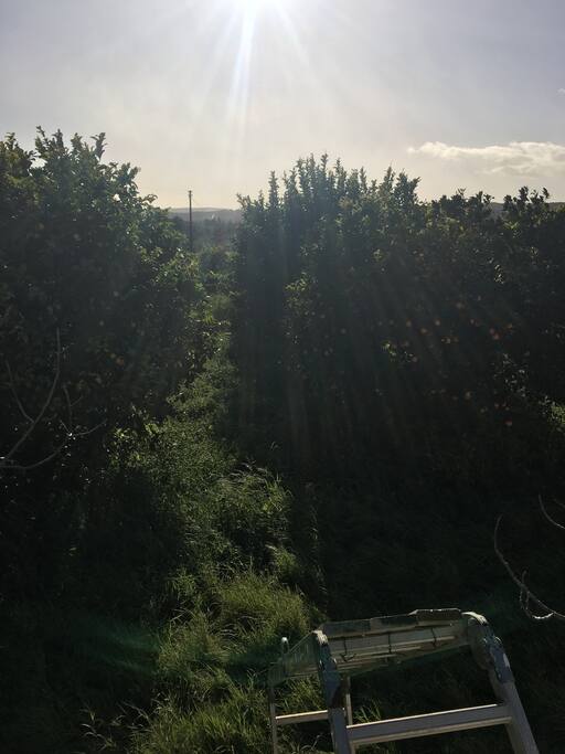 Vista