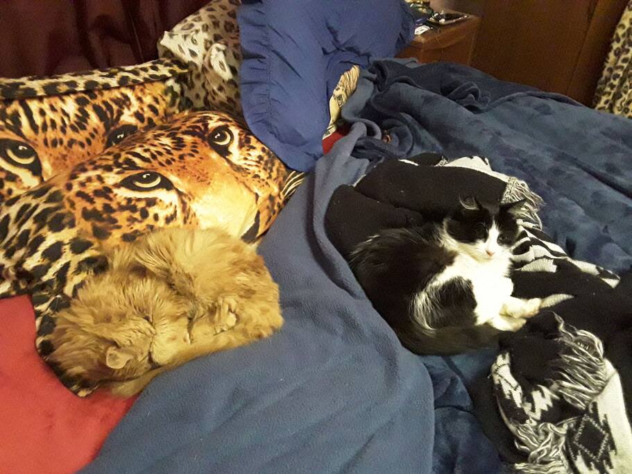 furbabies in my room....