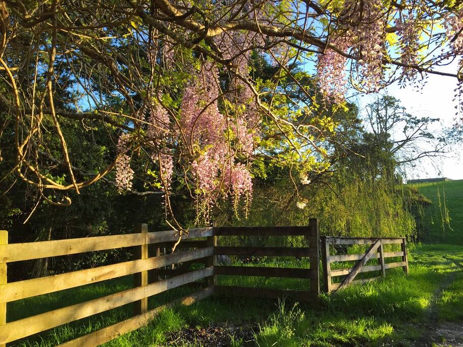 Wisteria evening