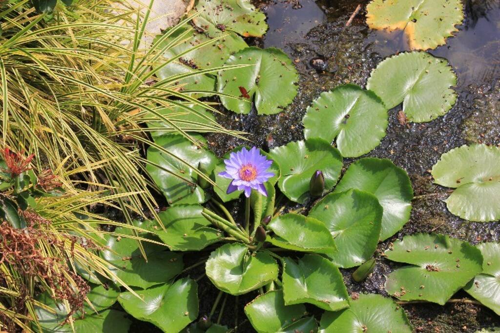 our pond