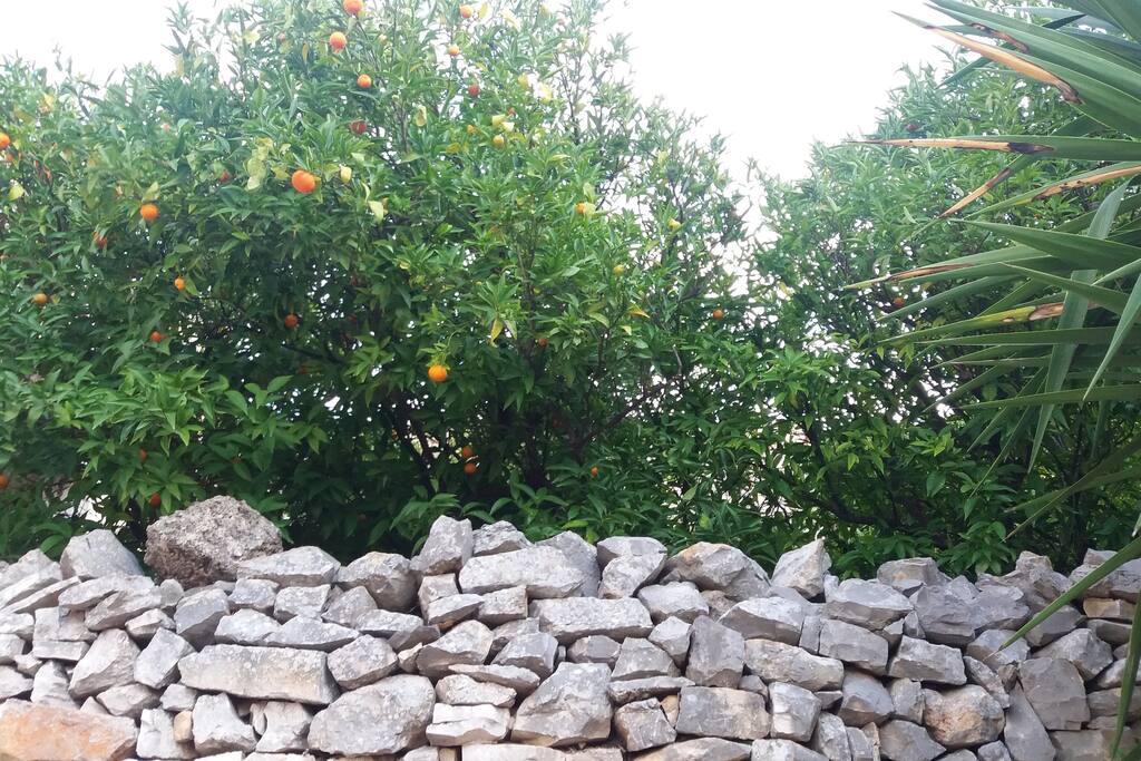 scorcio del giardino