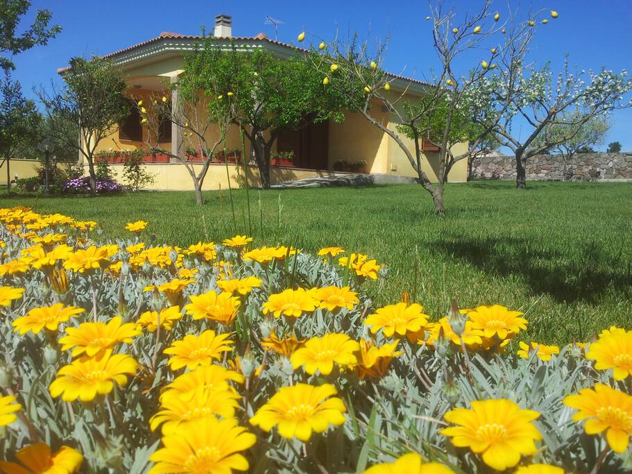 Giardino con piante e fiori