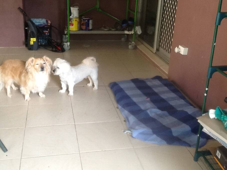 Buddy and Charlie set to play.