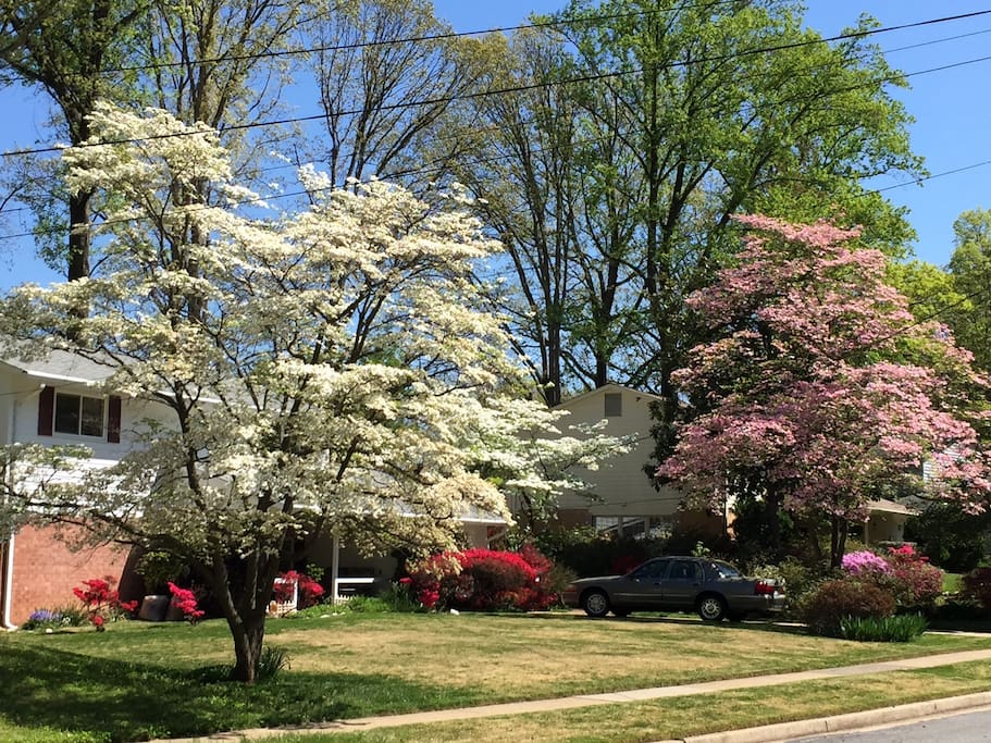 Meet the dogwoods!