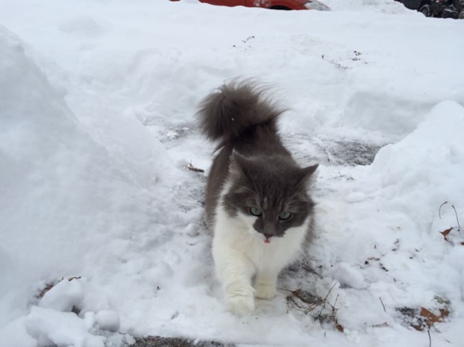 Lynx the cat is the actual owner of the property. Friendly & groomed daily.