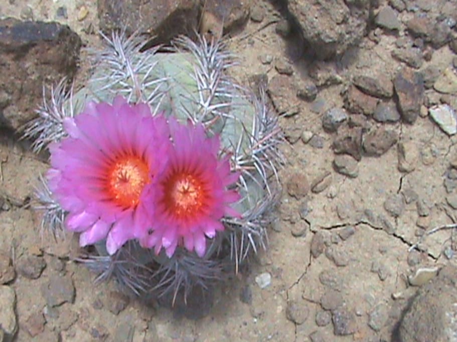 Blooming cactus.