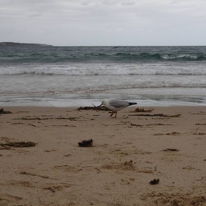 Cronulla Beach