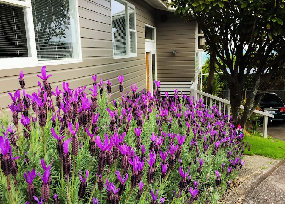 Homestay Lavender
