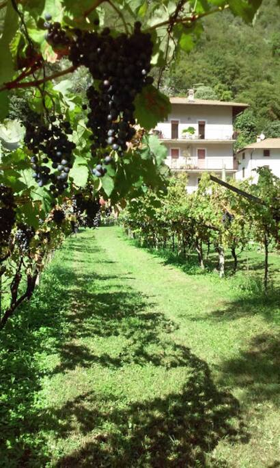 Dalla campagna di casa