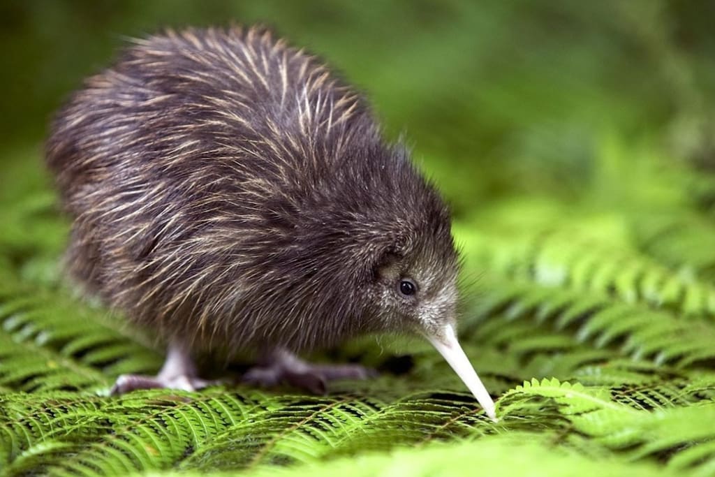 Stay amongst the native Kiwis - enjoy the unique experience of seeing them right outside your bedroom window
