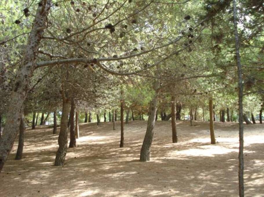 αλσος των αγιων αποστολων