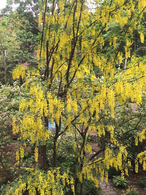 Springtime in our Garden