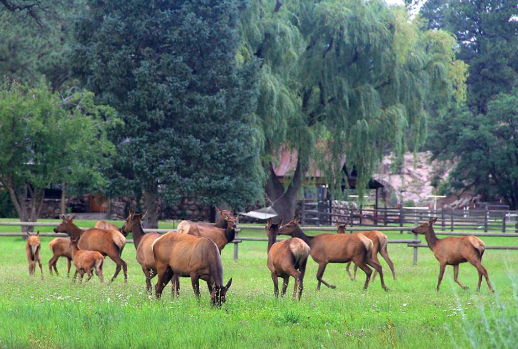 Summer elk herd at Durango Rock House vacation rental home in Durango Colorado