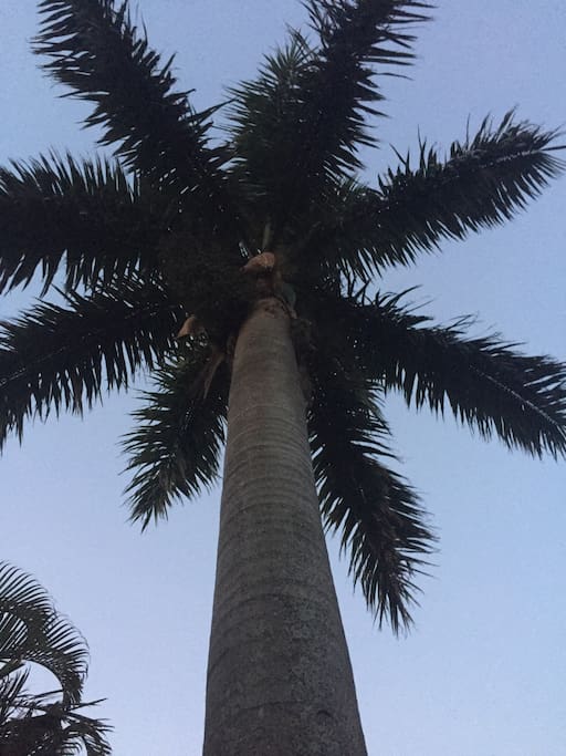 A few beautiful palms in the garden