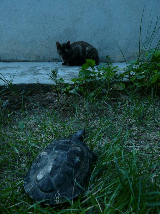 The two other residents besides me and granny:)