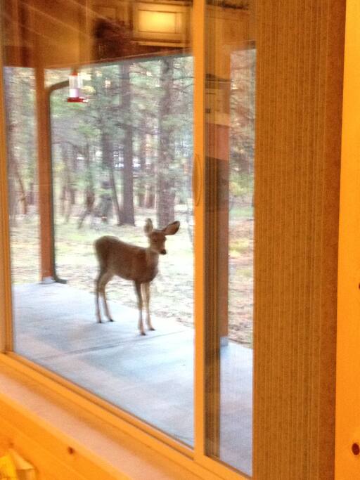 A Visitor!