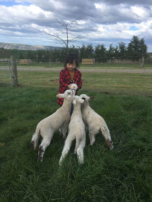 Feeding lambs