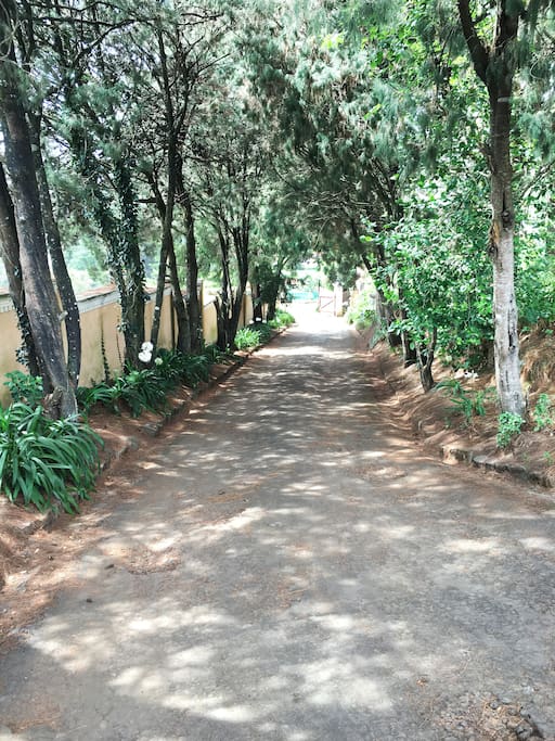 driveway1