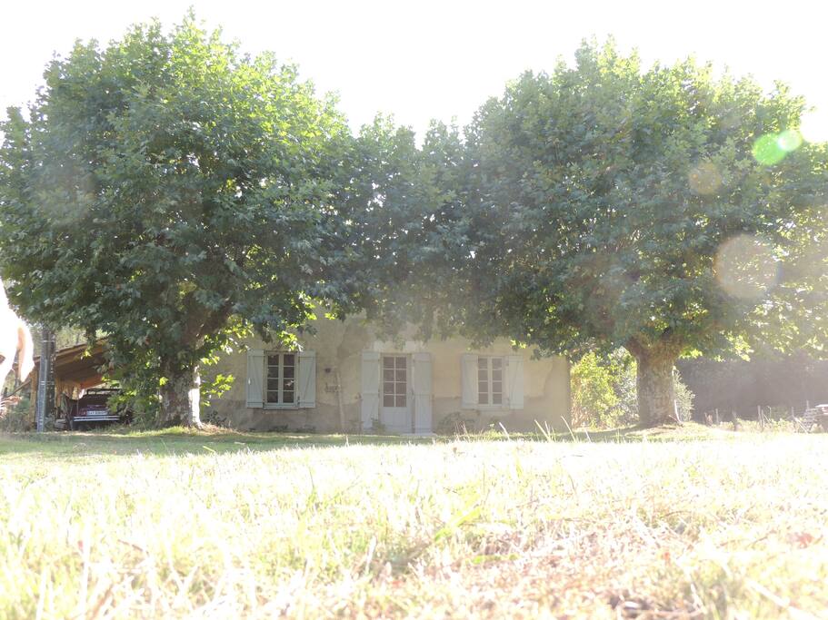 voici votre maison avec ces deux gros platanes de plus de 200 ans