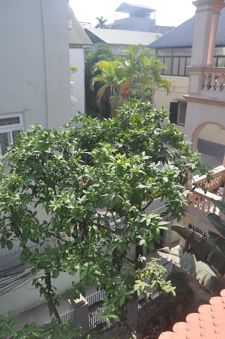 The view from the long balcony. Vue sur un petit coin de verdure et au calme dans une impasse.