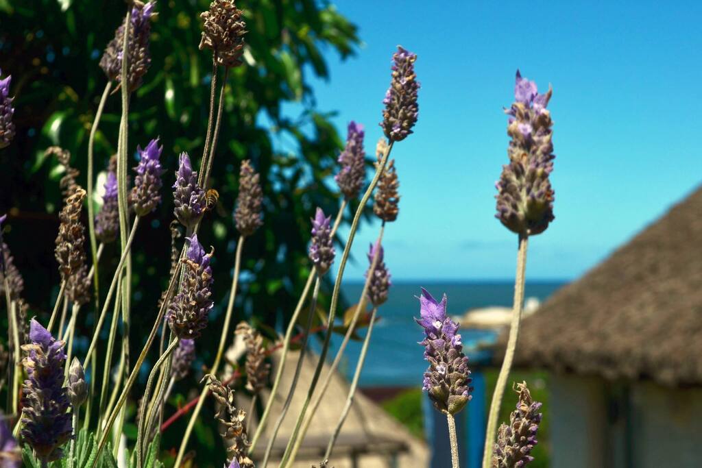 lavandas y mar