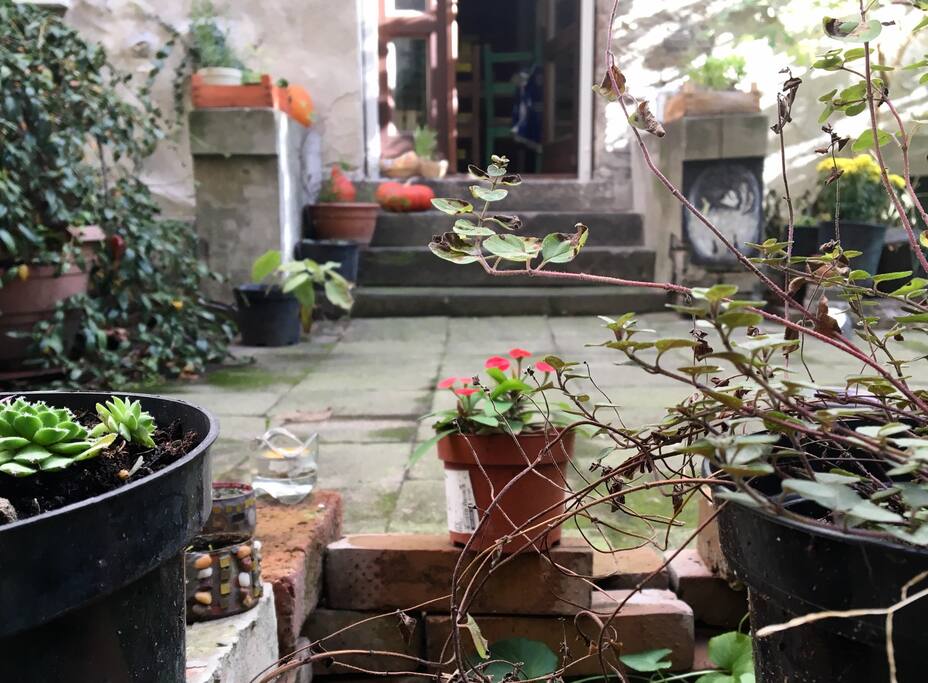 backyard