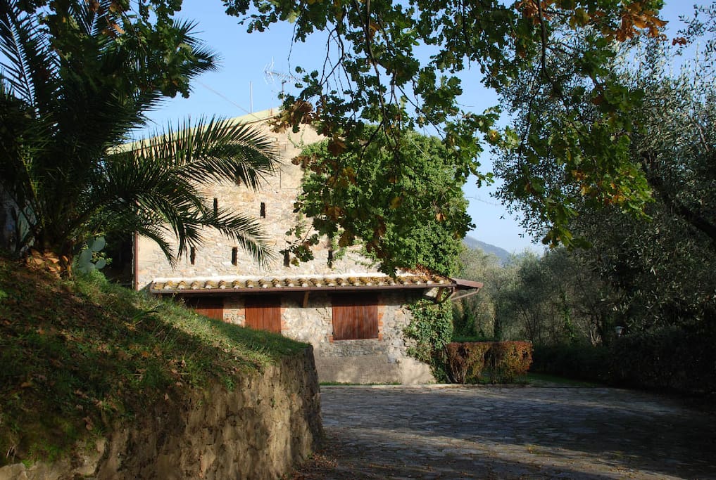 Large yard and garden