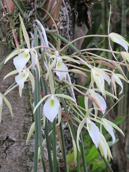 Orchids blossoming