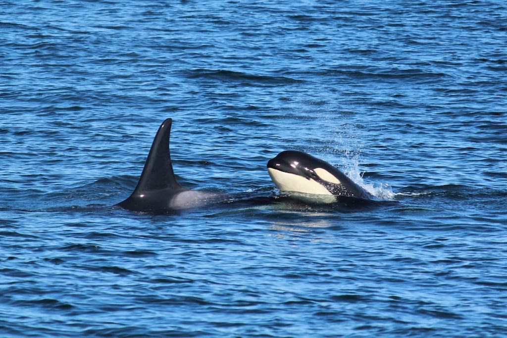 Eagle Wing Tours whale watching! I'm happy to book your trip. Photo credits: Grace~~~