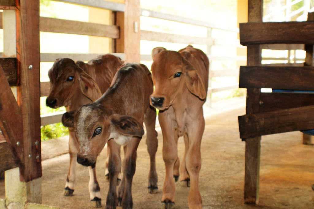 Some new arrivals at the finca.