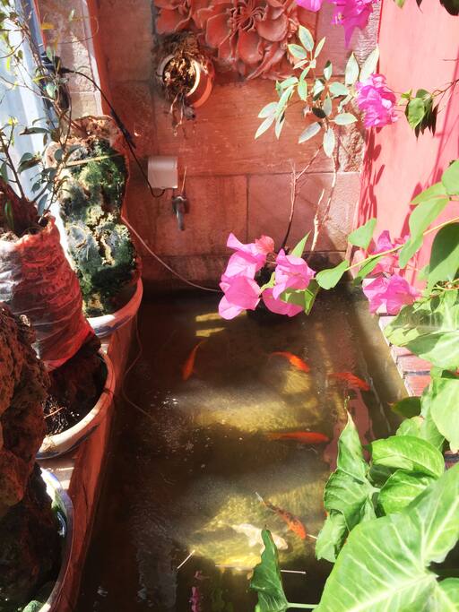 鱼儿花间游