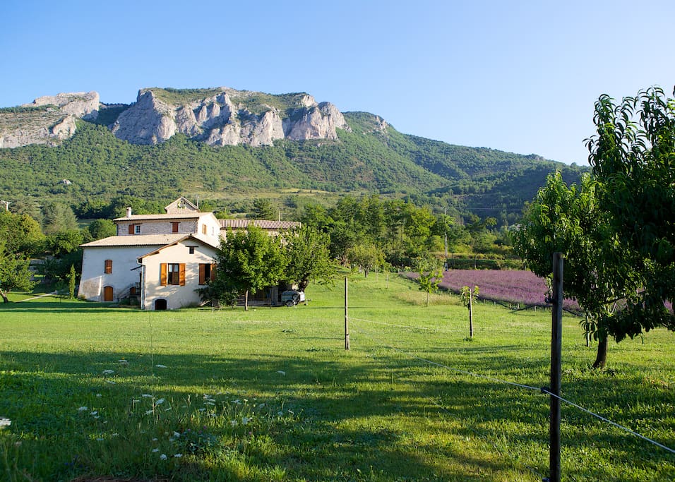 Le moulin vu depuis notre immense jardin avec champ de lavande