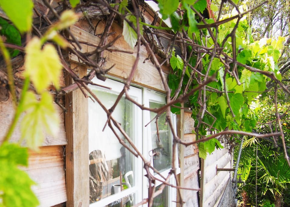 Grape vine adorns sleepout window