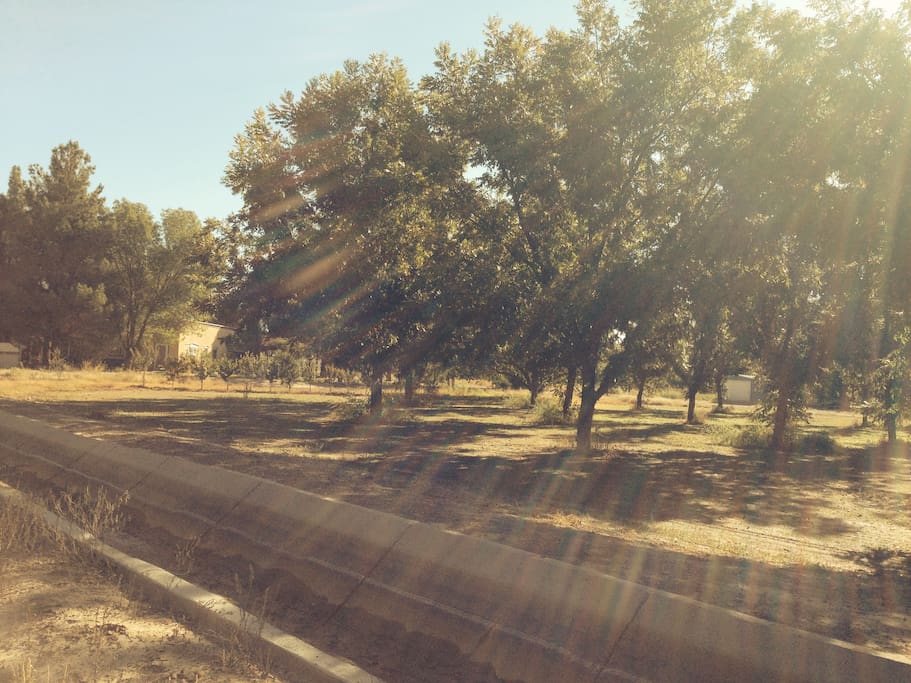 Pecan Orchards