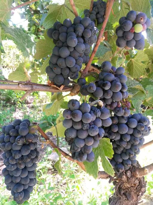 Nuestras uvas pinot noir antes de la cosecha