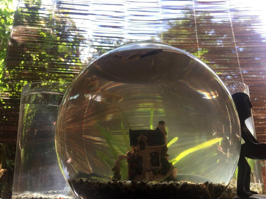 Tiny fish! Feed them once a day if you like!