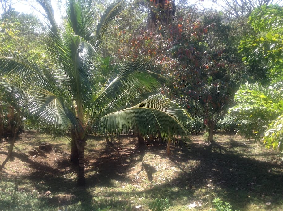 Part of our garden. Coconuts, pineapples, mangoes, avacado, papaya and many flowering trees and plants.